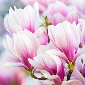 Tulipánfa virágzás - vászonkép