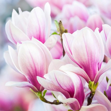 Tulipánfa virágzás - vászonkép