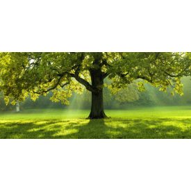 A napfény melegsége - üvegkép