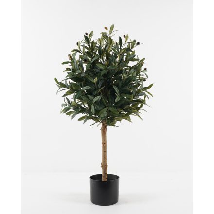Olive M
