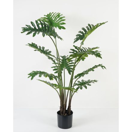 Filodendron