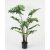 Filodendron
