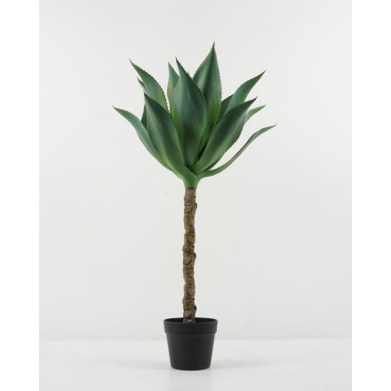 Agave