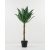 Agave