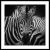 Zebra tekintet - keretezett üvegkép
