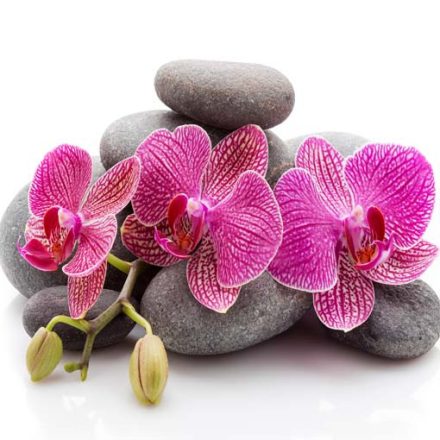 Orchideák a köveken - üvegkép