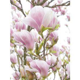 Liliomfa - vászonkép