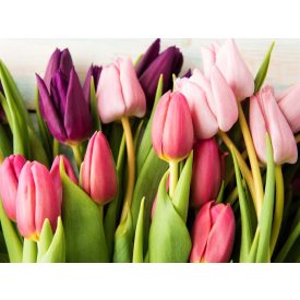 Színes tulipánok - üvegkép