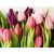 Színes tulipánok - üvegkép