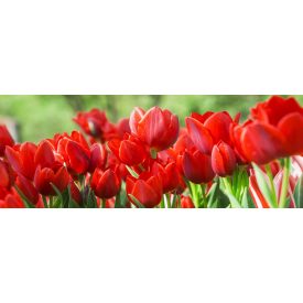Piros tulipánmező - üvegkép