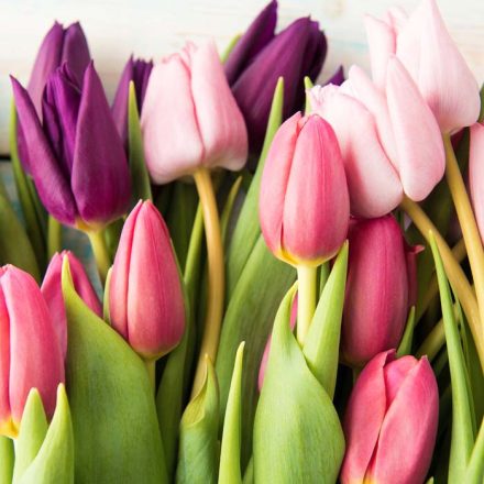 Egy tucat tulipán - üvegkép