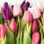 Egy tucat tulipán - üvegkép