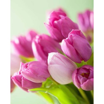 Egy csokor tulipán - vászonkép