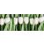 Tulipános sor - vászonkép